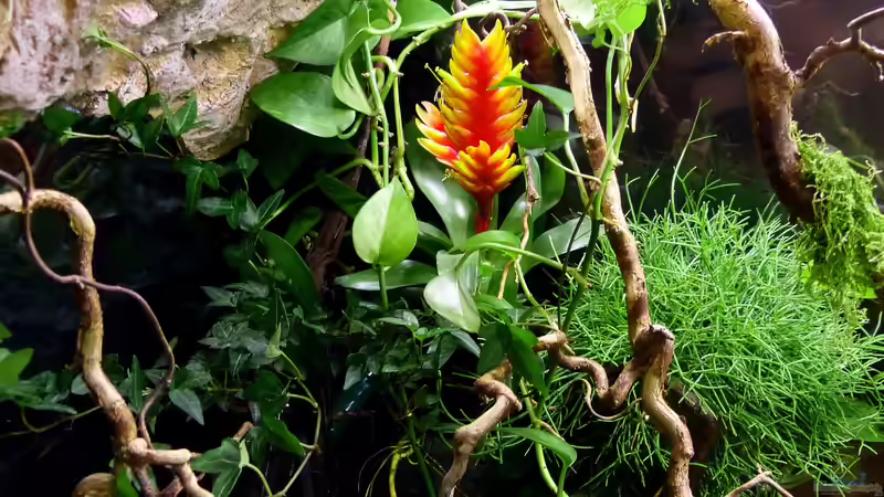 Detailansicht Landteil 10.08.15 von ~Marco~ (32)