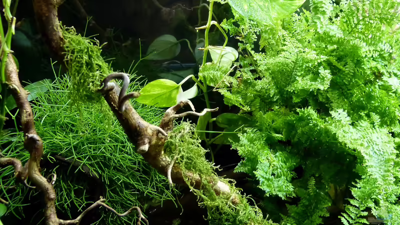 Detailansicht Landteil 10.08.15 von ~Marco~ (33)