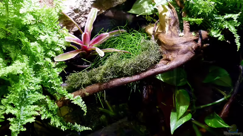 Detailansicht Landteil 10.08.15 von ~Marco~ (34)