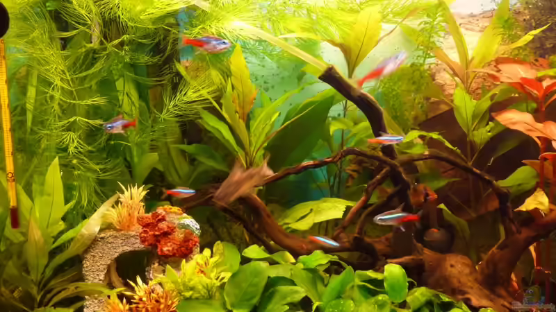 Detailansicht Links Januar 2012 von Noreia (5)