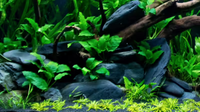 Detailansicht links von -Der Österreicher- (6)