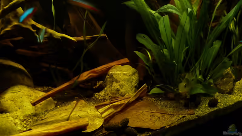 Detailansicht mitte-rechts 01.07.13 von ~Marco~ (29)