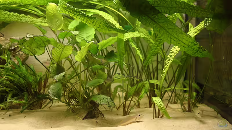 Detailansicht rechte Hälfte (mit dem Filtereinzugsschacht) von Andreas Werth (2)