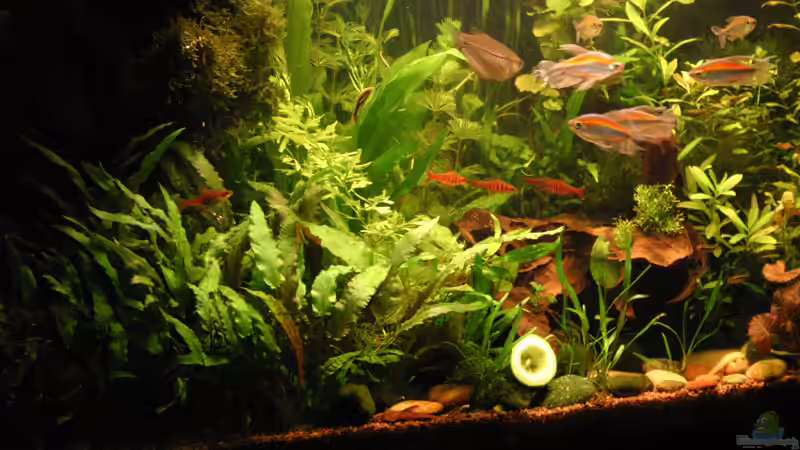 Detailansicht Sommer 2005 von Kamenko (5)