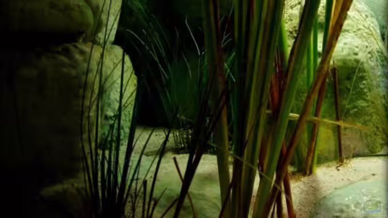 Detailansicht Vegetation (28.07.2012) von Der Schweizer (10)