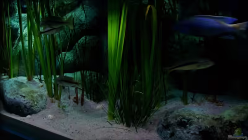 Detailansicht Vegetation (28.07.2012) von Der Schweizer (8)