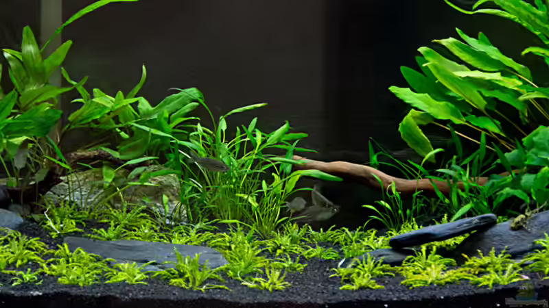 Detailansicht von -Der Österreicher- (15)