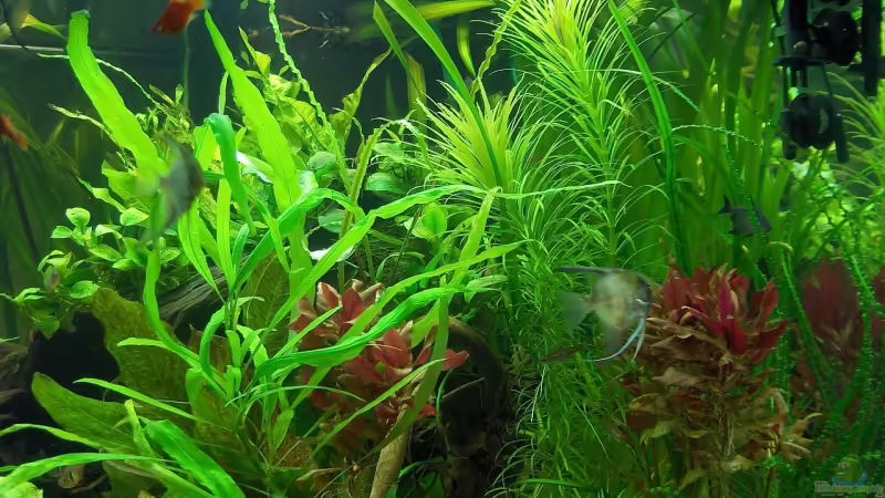 Detailansicht von Der Siems (15)