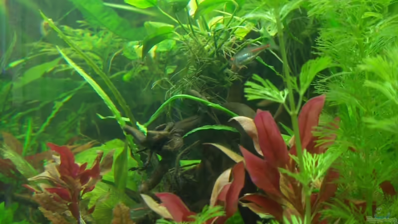 Detailansicht von Der Siems (7)