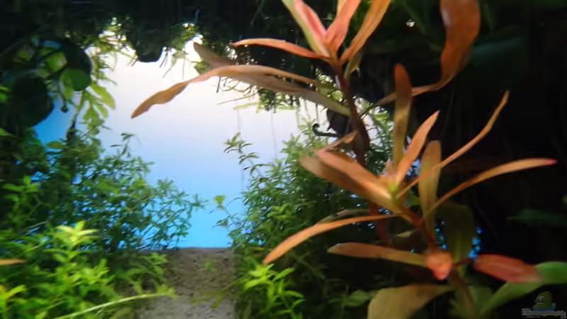 Detailansicht von Fredo Fuss (12)