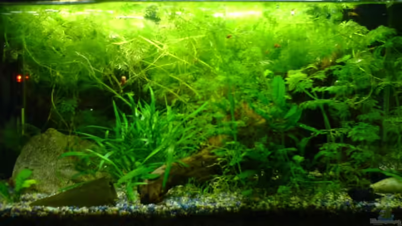 Detailansicht von Joschka Bienhüls (2)