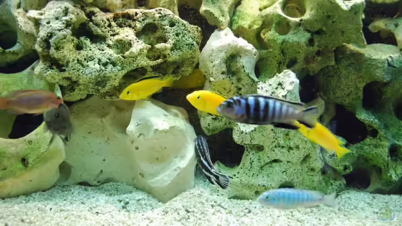 Detailansicht von Leslie (3)