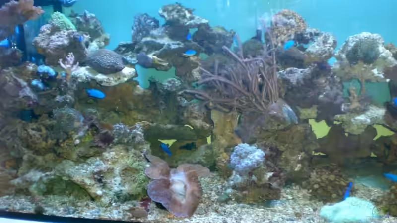 Detailansicht von Lessi (6)