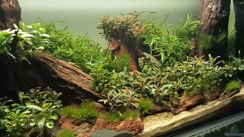 Detailansicht von links von Mr-Shrimp (3)