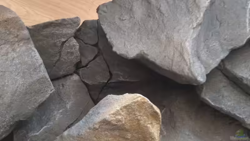 Detailansicht von pacho (6)