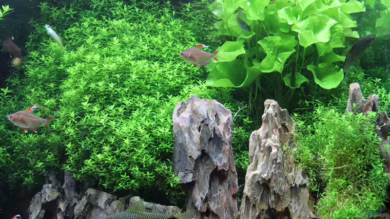 Detailansicht von Redfin (2)