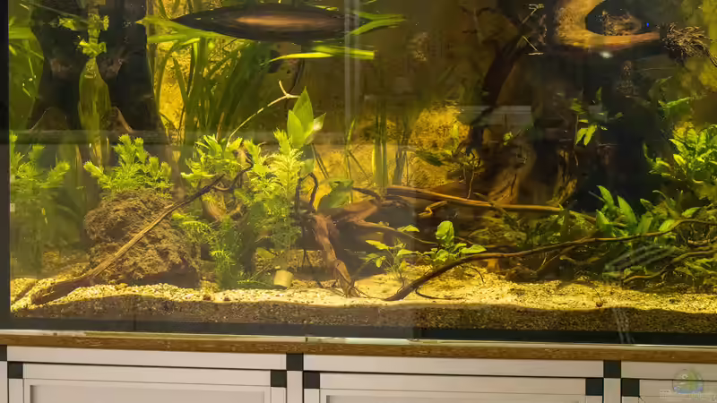 Detailansicht von Schlangenschulz (6)