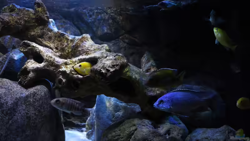 Detailansicht von Steffen G (3)