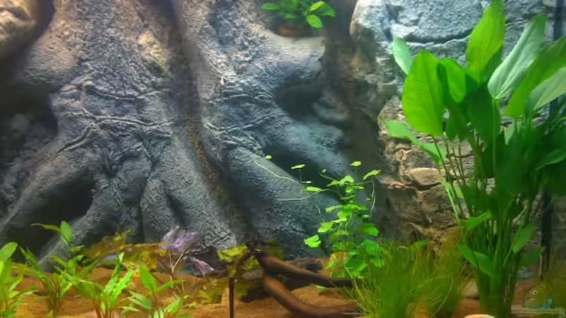 Detailansicht ´Woodrock´Rückwand von nightdiver