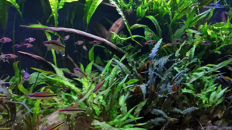 Detailaufnahme 04/2020 von ~Marco~ (40)