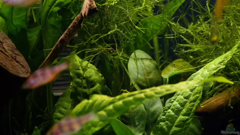 Detailaufnahme 11.10.18 von ~Marco~ (20)