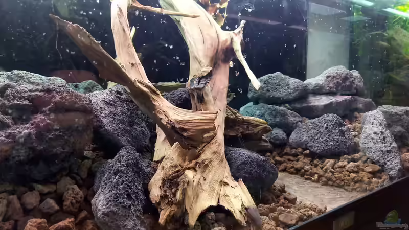 Detailaufnahme Bodengrund und Hardscape von David Schneider Aquaristik (33)