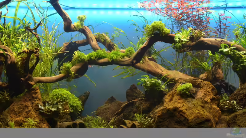 Detailaufnahme der Mitte von Gallius (5)