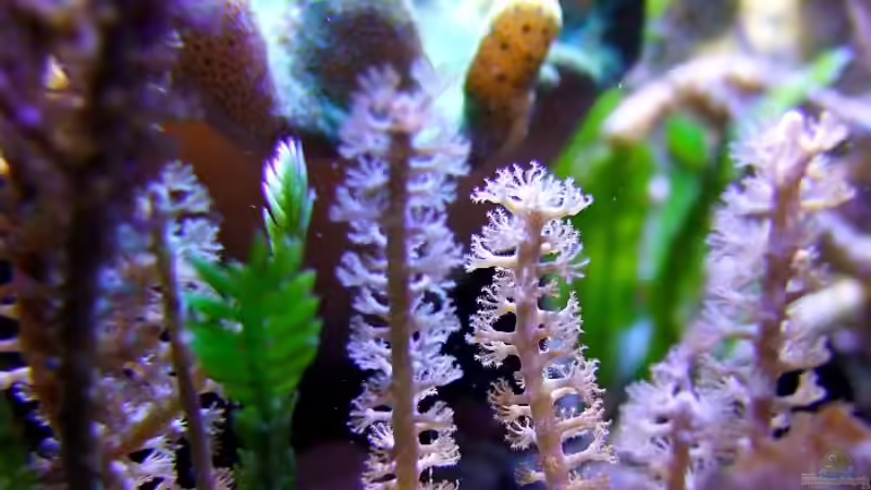 Detailaufnahme der Pinnigorgia-Polypen von Denise83 (34)