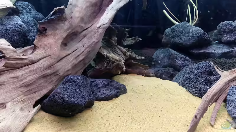 Detailaufnahme der Sandfläche von David Schneider Aquaristik (30)