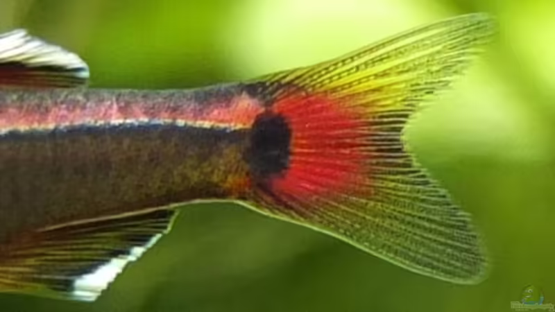 Detailaufnahme Kardinalflosse von axolotl (83)