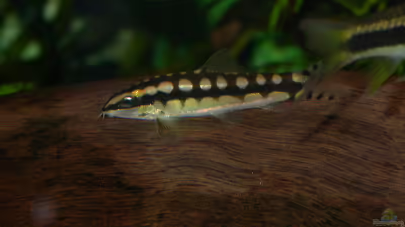 Detailaufnahme Schachbrettschmerle von Susanne Schmohl (35)