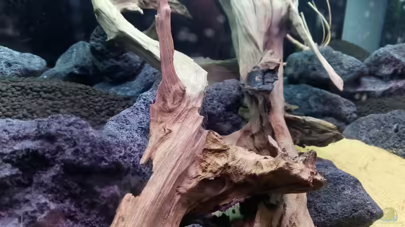 Detailbild der Wurzeln und des Lavagesteins von David Schneider Aquaristik (29)