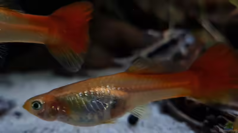 Detailbild eines Pooecilia reticulata weibchen von David Schneider Aquaristik (22)