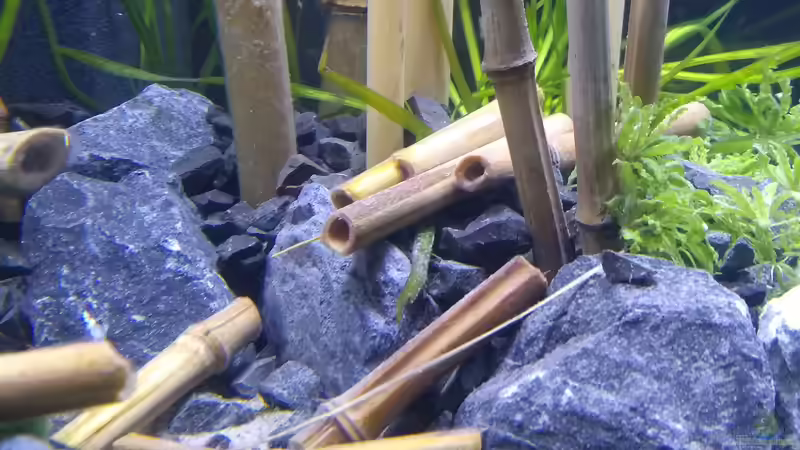 Detailbild von Tristan (3)