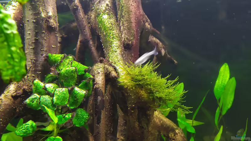 Detailbild von vauen (8)