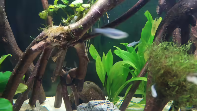 Detailbild von vauen (9)