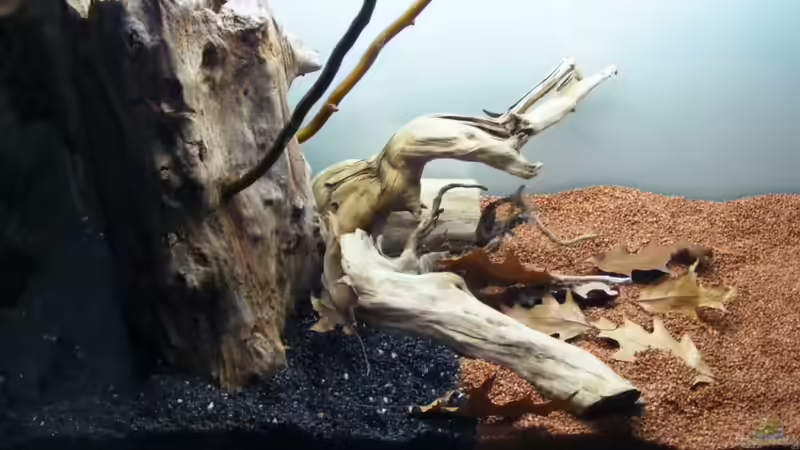 Detailblick von vorn von Falk (3)