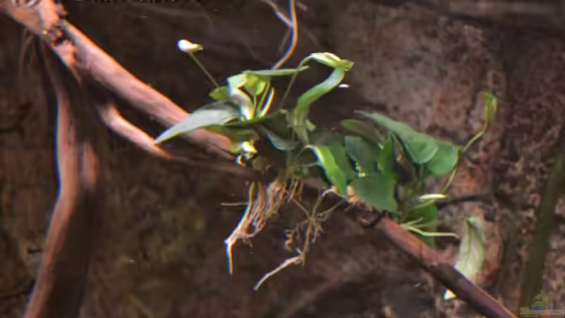 Detailfoto: Anubias bateri var. nana als Aufwuchs auf der Wurzel in der Mitte, Stand: von GGuardiaNN (13)