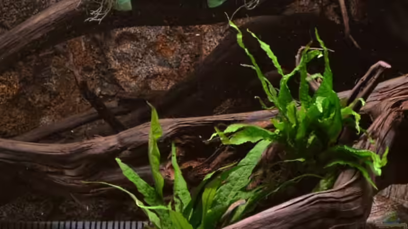 Detailfoto Bepflanzung Wurzel rechts, Stand: 22.10.2011 von GGuardiaNN (8)