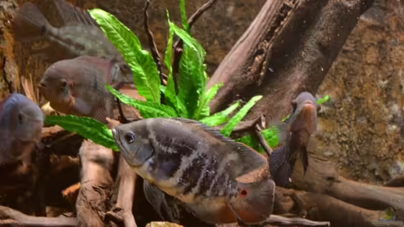 Detailfoto Wurzel Links, Stand: 22.10.2011 von GGuardiaNN (5)