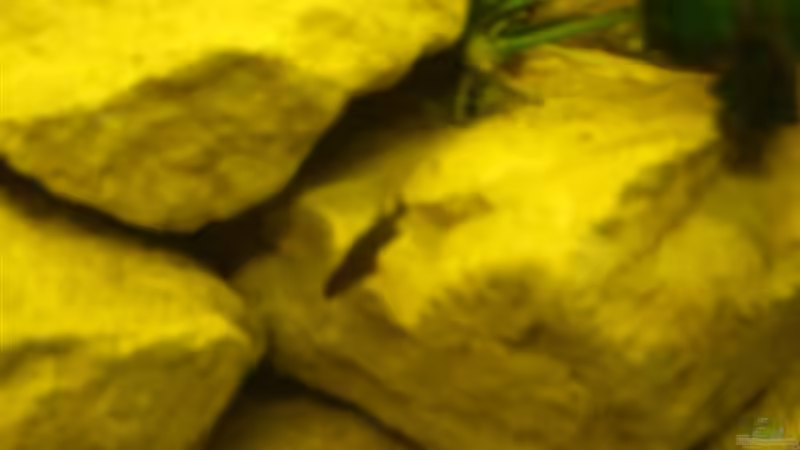 Details 4 von Esslinger (12)