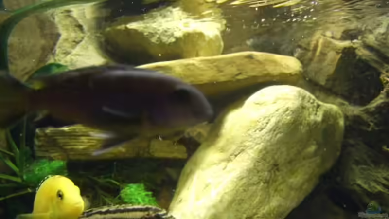 Details 5 von Esslinger (13)