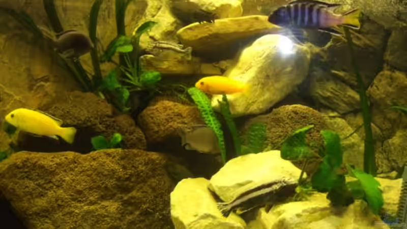 Details 6 dieser hell dunkel kontrast am Otter Point von Esslinger (14)