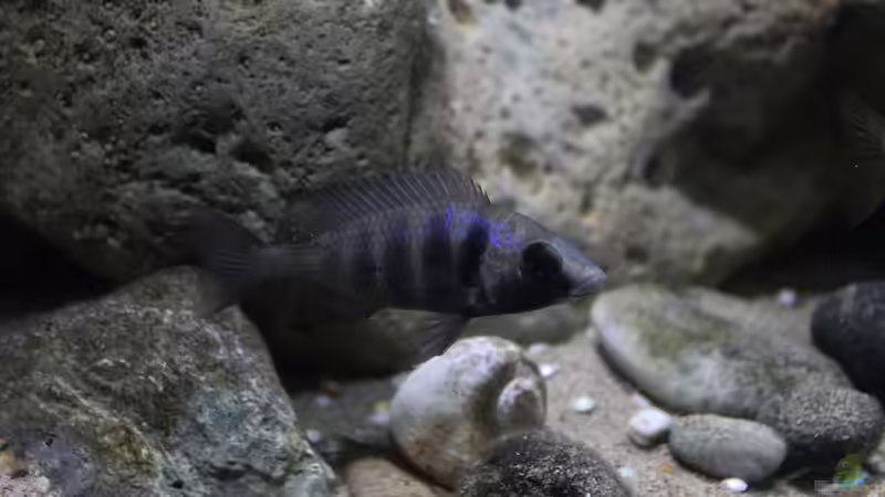 Details im Becken mit Placidochromis ´Weibchen´ von Florian Bandhauer (35)