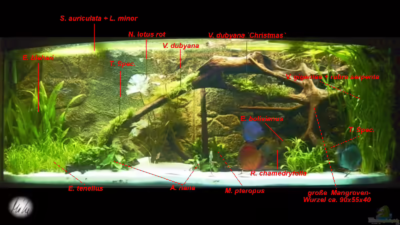 Details zum Becken von The_Lizardking (5)