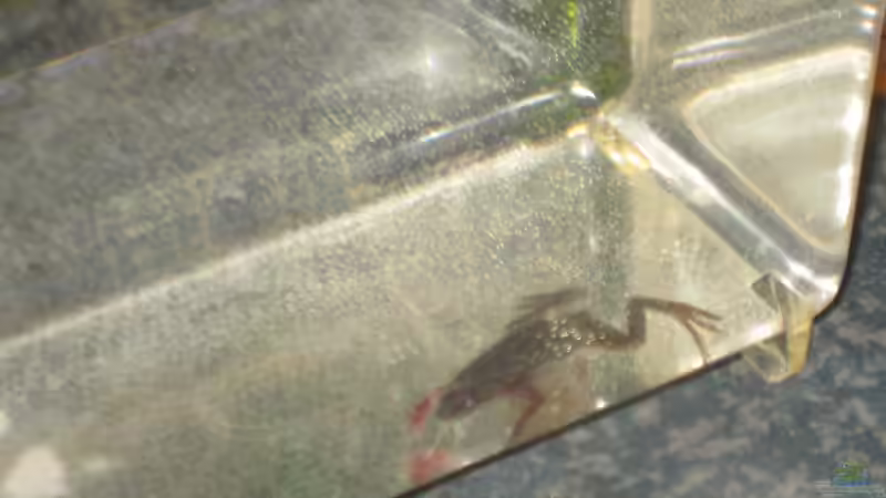 Deutlich erkennbar. die Einblutungen an den Vordergliedmaßen von Jenny (19)