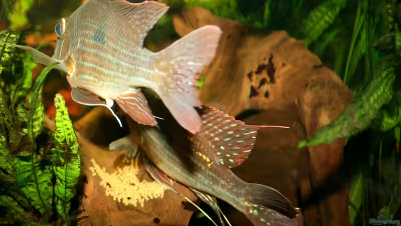 deutlich zu erkennen, die unterschiedliche Beflossung von Männchen (beim Besamen) von Minzi (42)