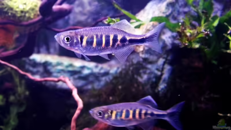 Devario pathirana von snooze (42)