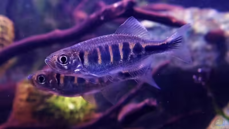 Devario pathirana im Aquarium halten (Einrichtungsbeispiele für Pathiranas Bärbling)