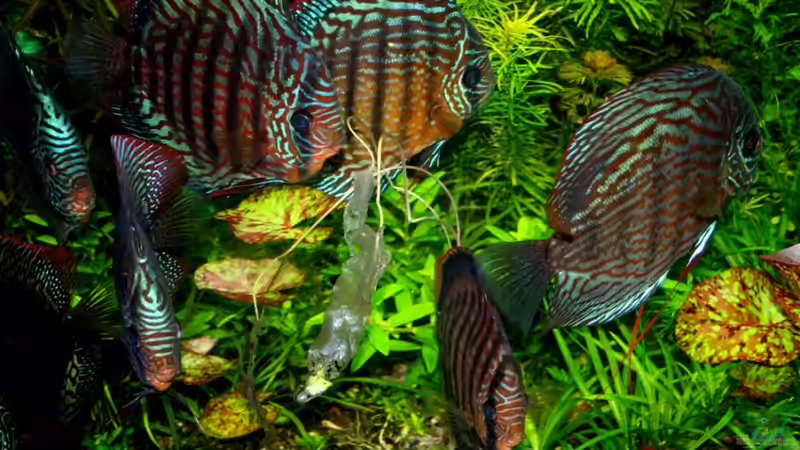 Dez. 2010 von @mazonas (48)